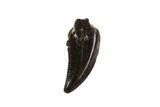 Serrated, Theropod (Raptor) Tooth - Montana #97403-1